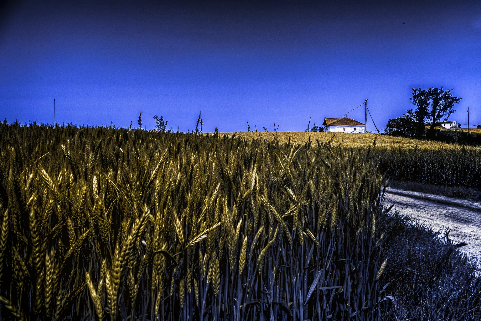 Ein Screenshot vom Landwirtschafts-Simulator 25 mit einem beeindruckenden Feld voller reifer Feldfrüchte. Landwirtschafts-Simulator 25 Screenshot